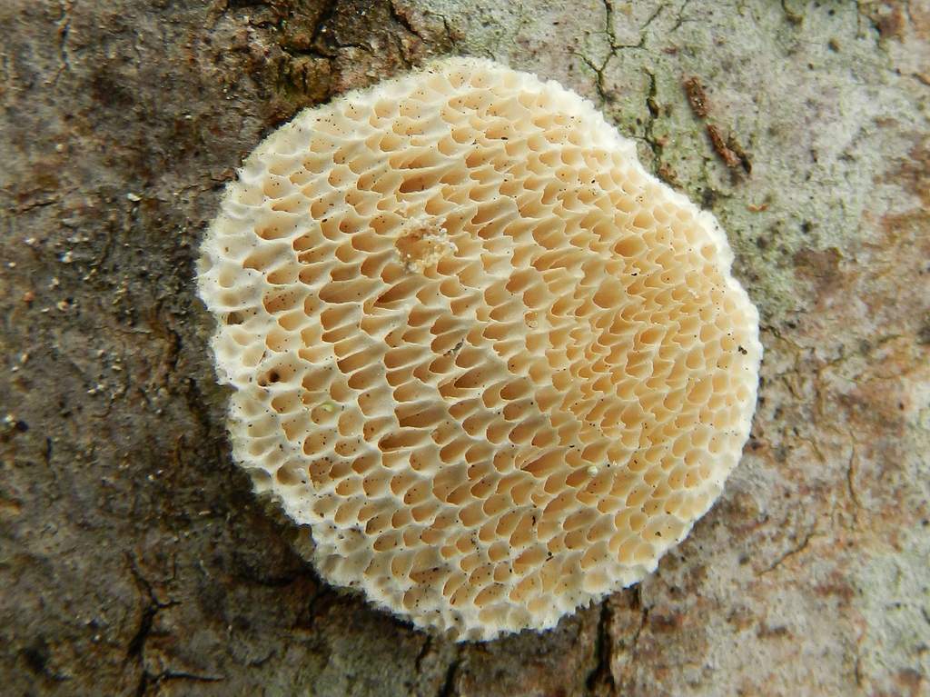 Fungo da individuare